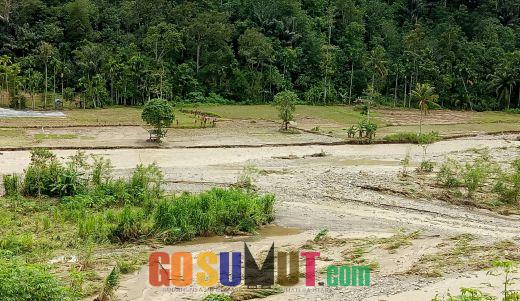 Puluhan Hektar Lahan Persawahan di Kecamatan Sosopan Gagal Bercocok Tanam