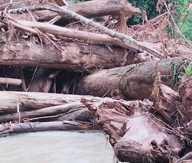 Lapor Pak Bupati! Warga Resahkan Gunungan Kayu di Sungai Rantopuran Desa Sopo Batu
