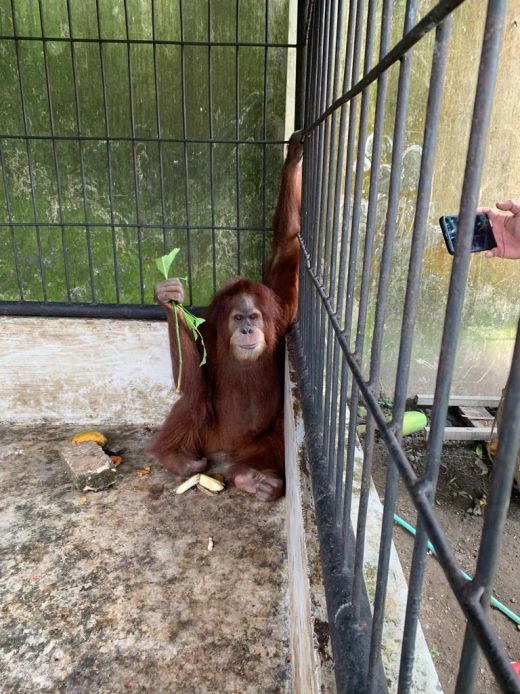 Pengungkapan Kasus Orangutan Sumatera di Kediaman Bupati Langkat Nonaktif Lambat, Walhi Desak BBKSDA Tegas
