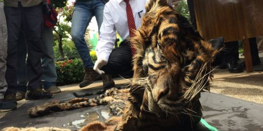 Penjual Kulit Harimau Divonis 2 Tahun Penjara