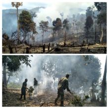 10  Hektar Hutan Produksi di Palas Terbakar