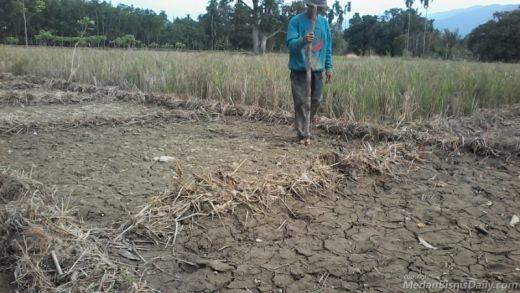 Menyedihkan, Petani Padi Bertanam Kangkung Darat di Sawah Karena Irigasi Kering