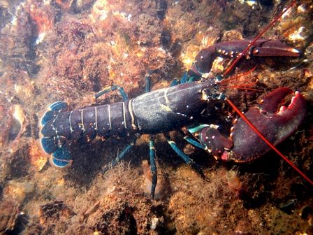 Menteri KP Akan Kaji Ulang Kebijakan Ekspor Benih Lobster