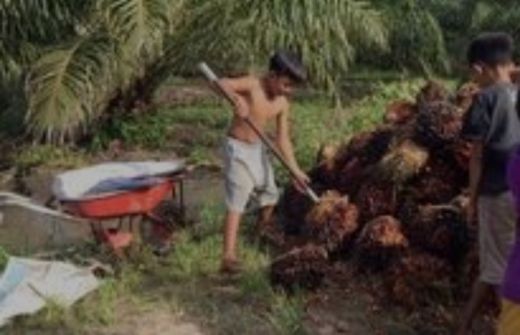 Perhatian! Perkebunan Sawit di Sumut Harus Bebas Pekerja Anak