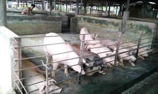 Alamak ! Penindakan Ternak Babi di Binjai Terkendala Honor Katanya