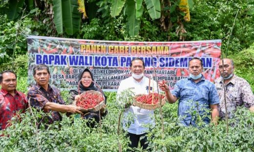 Dinas Ketapang Bersama KWT Martabe Padang Sidempuan Panen Perdana Demplot Tanaman Cabai Merah