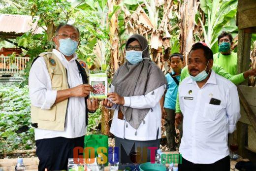 Bupati Soekirman Panen Perdana Bawang Merah & Pencanangan Agrowisata di Kecamatan Dolok Masihul