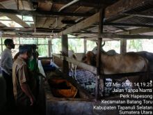 Cek Kandang Ternak di Batangtoru, Kapolres Tapsel : Ternak Sehat dan Tidak Terjangkit PMK