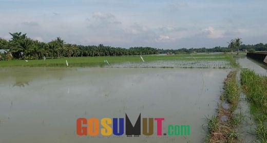 Ratusan Hektare Sawah Terendam Banjir, Petani di Deli Serdang Terancam Gagal Panen
