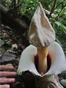 Bunga Bangkai Putih Ditemukan di Labura, BKSDA: Tumbuhan yang Dilindungi dan Langka