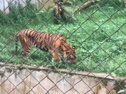 Heboh! Harimau di Medan Zoo Makan Rumput, Ini Kata Dokter Hewan