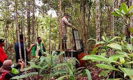 BBKSDA Sumut Lepas Liarkan Orangutan Tapanuli di Cagar Alam Dolok Sipirok