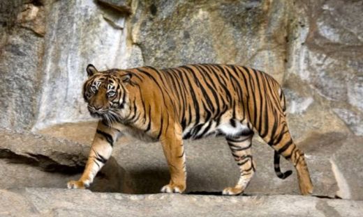 Harimau Sumatera Kembali Mangsa Hewan Ternak Warga Langkat