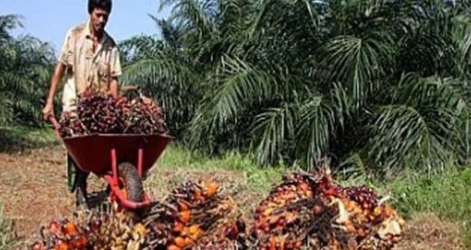 Sumut Targetkan 100 Ribu hektare Tanaman Sawit Ikut Program Replanting