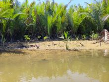 Ribuan Mangrove PTAR untuk Perisai Hijau Pantai Pandan
