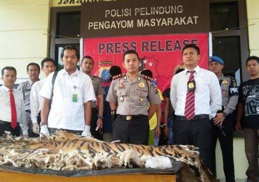 Tiga Penjual Kulit dan Tulang Harimau Sumatera Dibekuk di Langkat