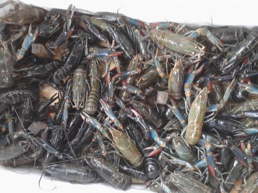 Penyeludupan Belasan Ribu Lobster Digagalkan