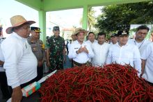 Desa Lubuk Cuit Panen Raya Cabai Merah, Pj Gubernur Dukung Pembangunan Rumah Produksi Pasta