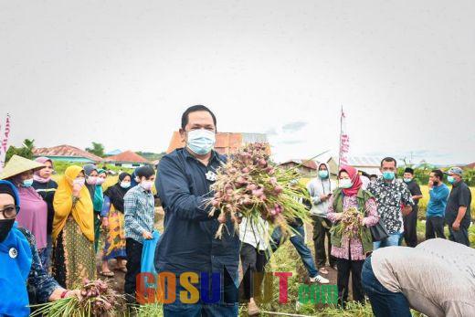 Walikota Padangsidimpuan Hadiri Panen Bawang Merah Kelompok Tani Gemilang