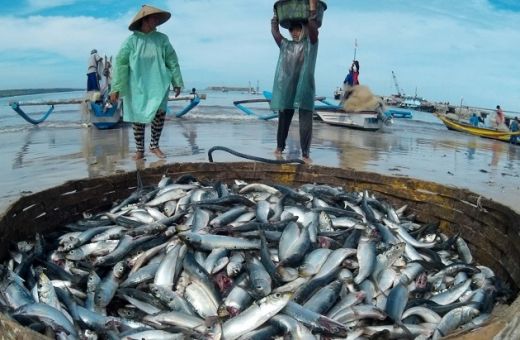 Hasil Tangkapan Nelayan Berkurang, Harga Ikan Laut Melambung