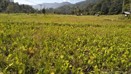 Irigasi Rusak, Ratusan Hektar Lahan Sawah di Madina Tak Bisa Digarap