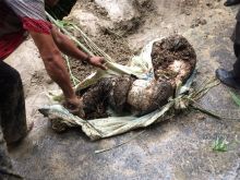 Sebulan Menghilang, Marga Damanik Ditemukan Membusuk di Sungai Bah Bolon