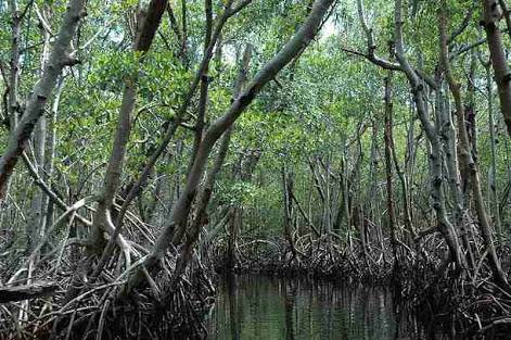 BLH Medan Diminta Selamatkan Hutan Mangrove