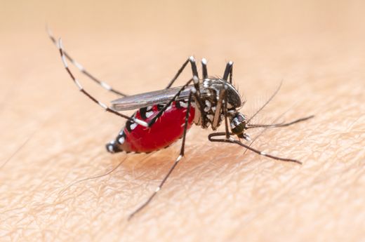 Obat Malaria Kosong, Dinkes Sumut Akui Tidak Hanya Sumut tapi juga Provinsi Lain se Indonesia