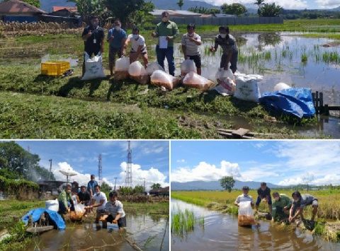 Dukung 7 Pokdakan Kabupaten Toba, TPL Serahkan 1,3 Ton Bibit Ikan Mas
