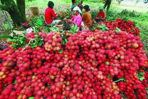 Produksi Buah Rambutan Langkat Masih Bisa Dipasok ke Aceh