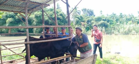 Cegah Penyakit Ngorok pada Sapi dan Kerbau di Madina, Dinas Pertanian Genjot Beri Vaksin