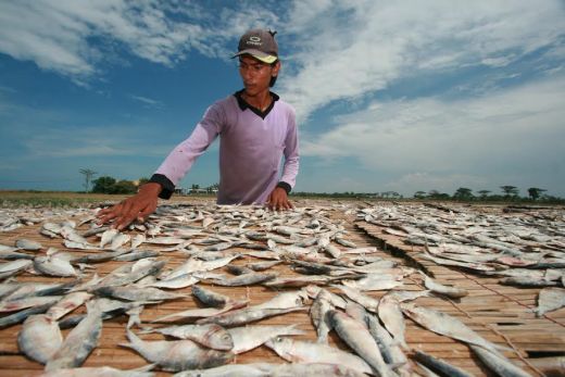 Harga Garam Melonjak, Ratusan Pengrajin Ikan Asin di Belawan Terancam Gulung Tikar