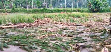 Ratusan Hektar Sawah Warga Sosopan Rusak Dihantam Banjir