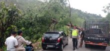 Evakuasi Pohon Tumbang di Jalinsum, Kapolres Madina Imbau ke Pengguna Jalan dan Pemudik Hati-hati