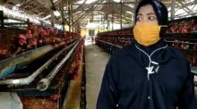 Ternak Ayam Terancam Ditutup, Camat Beringin : Itu Tidak Seberapa Dibanding Ayam Potong