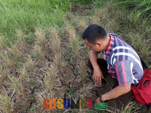 Dilanda Kekeringan, Puluhan Hektar Sawah di Tapanuli Selatan Terancam Gagal Panen