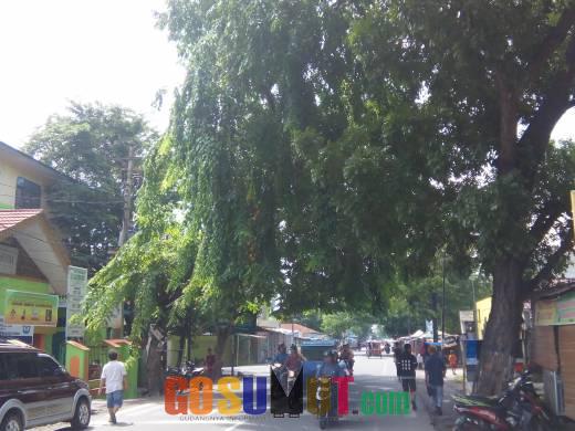 Musim Hujan Datang, Pohon Rimbun di Medan Dibiarkan Dinas Pertamanan