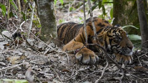 Harimau Sumatera Liar Kembali Terlihat Warga di Lokasi Perkuburan Umum Desa Pagaranbira Sosopan