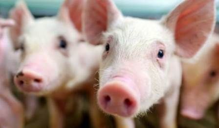 Babi Bebas Masuk Sibolga, DKPP Akui Belum Pernah Lakukan Pemeriksaan