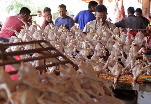 Harga Ayam Potong Naik, Pedagang Akui Omset Meningkat