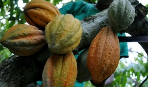 Harga Kakao di Sumut Meroket, Ini Penyebabnya