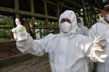 Cegah Penyakit PMK, Pemkab Sergai Mulai Suntik Vaksin Perdana ke Ternak Sapi 