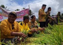Panen Perdana Bawang Merah, Wali Kota Akan Terus Dorong Petani Lakukan Pertanaman