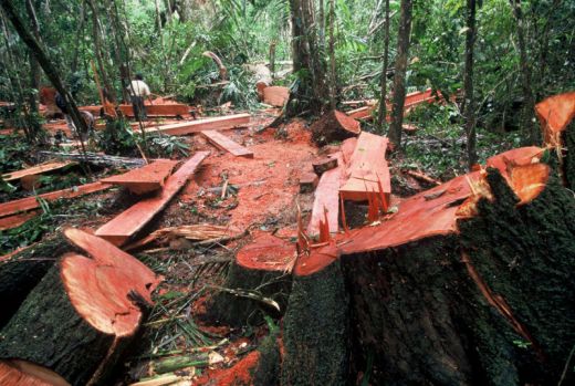 KPH Serahkan Bukti dan Pelaku Ilegal Logging di Asahan ke Polisi