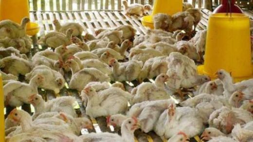 Tim Gegana Amankan Belasan Bom Rakitan di Kandang Ayam
