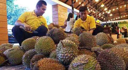 Durian Awak Kota Medan Tawarkan Kualitas Premium