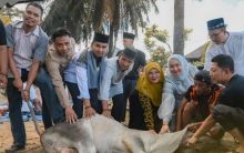 Walikota Ungkap 1400 Hewan Kurban Disembelih di Padangsidimpuan