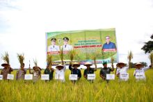 Wamen Pertanian RI Kunjungi Sergai, Darma Wijaya : Sergai Targetkan Jadi Lumbung Padi Nomor 1