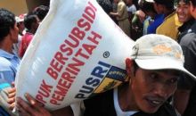 Disorot Media, Pupuk Subsidi di Kecamatan Angkola Muaratais Akhirnya  Cair