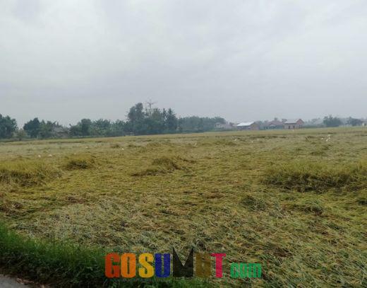 Petani Deliserdang Terancam Gagal Panen, Puluhan Hektar Tanaman Padi Tumbang
